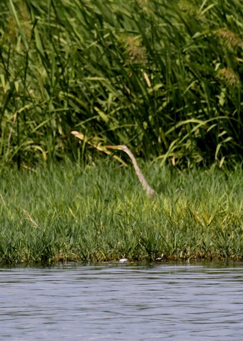 ムラサキサギ6620