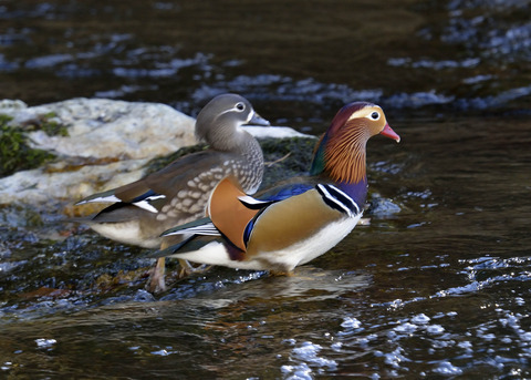 オシドリ・ペアー3369