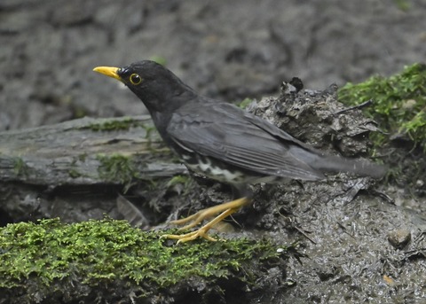 クロツグミ♂9270