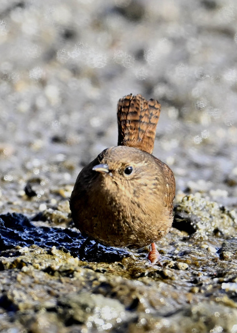ミソサザイ5659