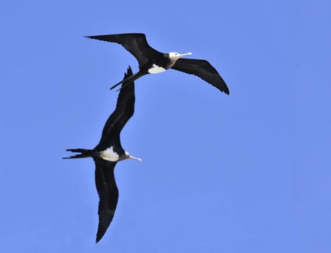 オオグンカンドリ7458