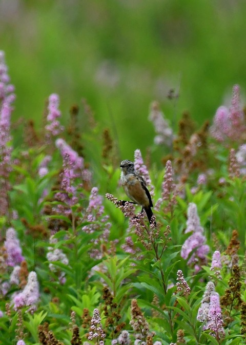 ノビタキ幼鳥2268
