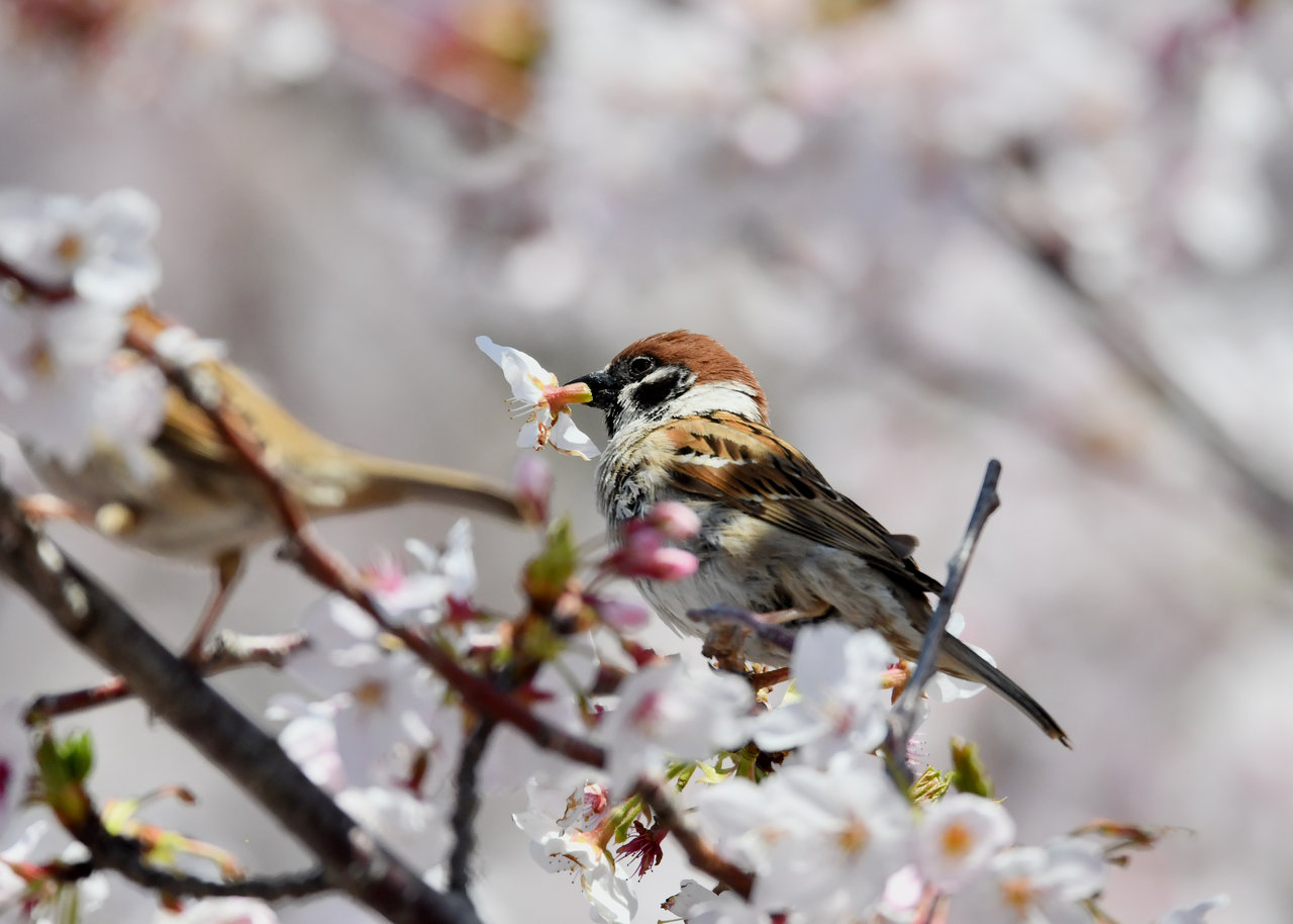スズメ 野口洪志の野鳥日記