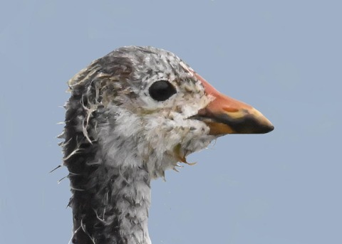 オオバン親子4001