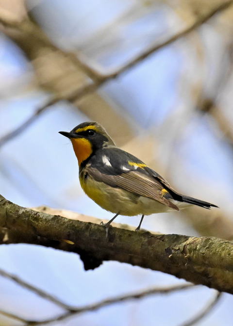 キビタキ♂第一回夏羽3364