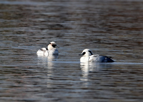 ミコアイサ♂8640