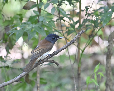 さんこうちょう8033