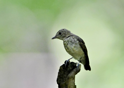 キビタキ幼鳥3695