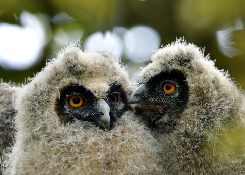 トラフズクのヒナ④⑤7146