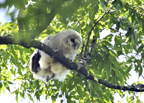 フクロウのヒナ4920