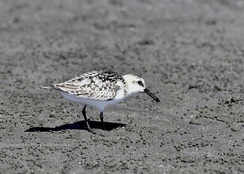 ミユビシギ幼羽9291