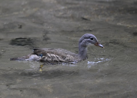 オシドリ♀幼鳥6691