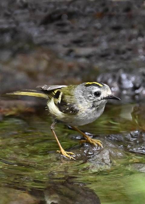 キクイタダキ♀6459