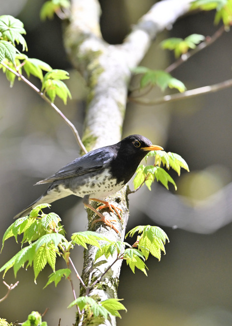 クロツグミ♂5841