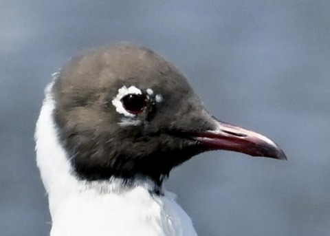 ユリカモメ6000(6561)