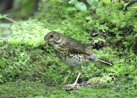 クロツグミ♀0018