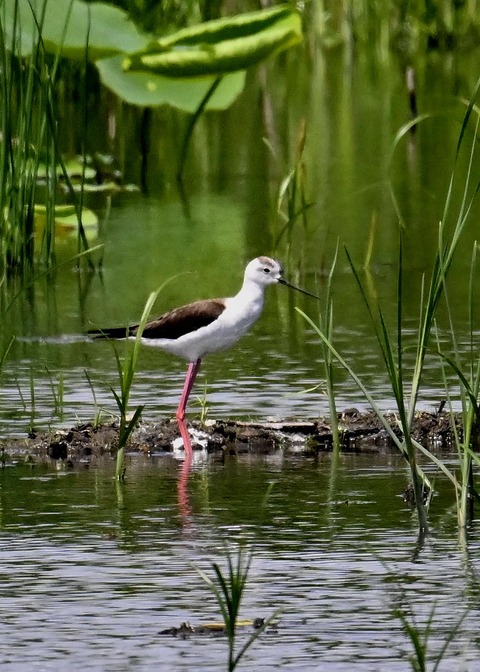 セイタカシギ8770