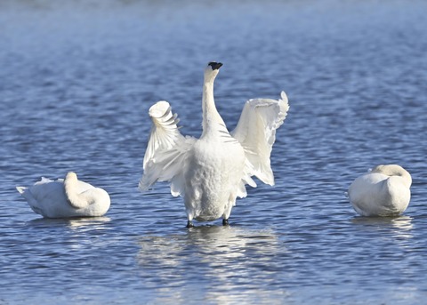 アメリカコハクチョウ8758