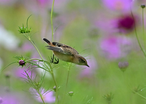 ノビタキ♀9651