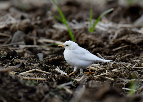 タヒバリ(白化)6540