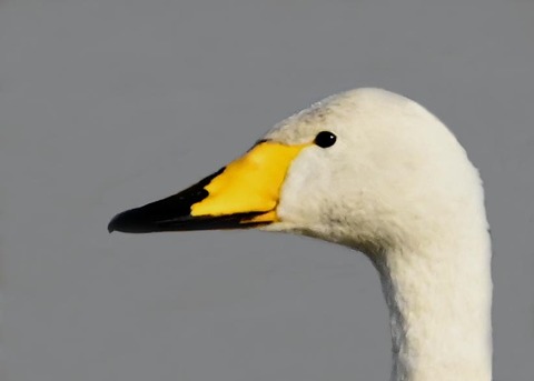 オオハクチョウ9000