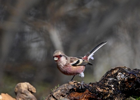 ベニマシコ♂5418