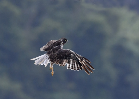 ズグロチュウヒ3326