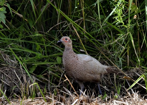 キジの♀4085○