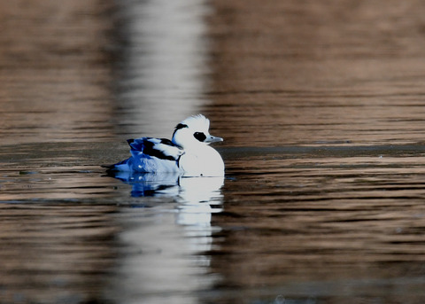 ミコアイサ♂8324