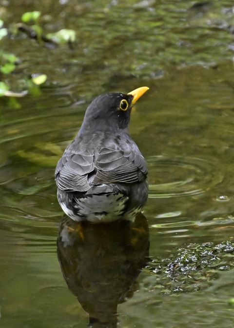 クロツグミ♂3467