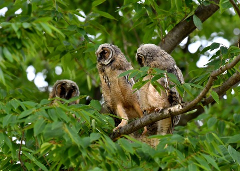 トラフズクのヒナ①②③6460