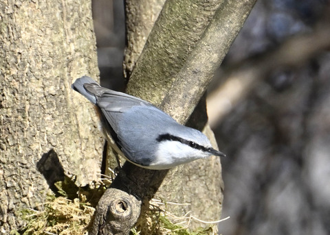 ゴジュウカラ7599