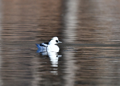 ミコアイサ♂8353