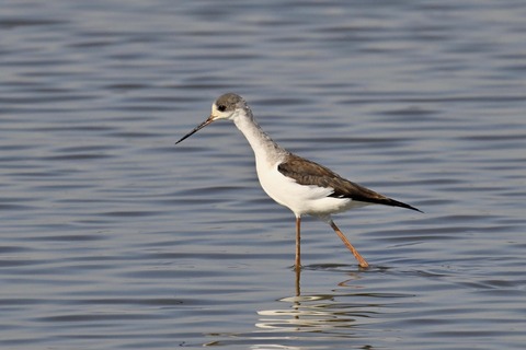 セイタカシギ幼鳥2861