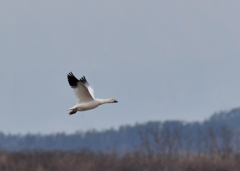 ハクガン6658 - コピー