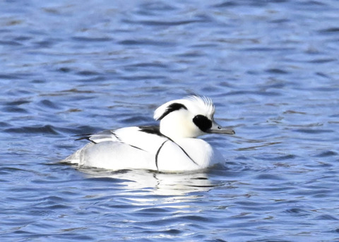 ミコアイサ♂4492