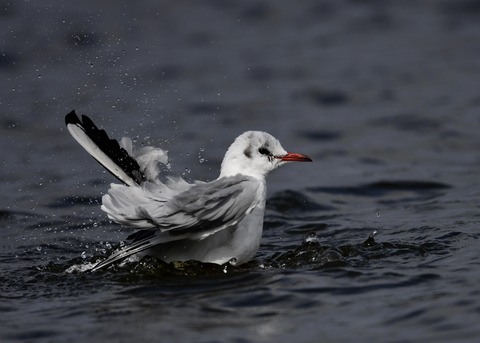 水浴び・ユリカモメ2169