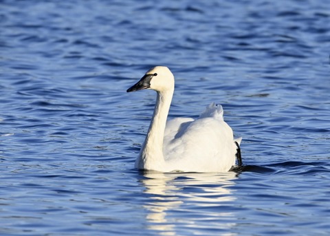 アメリカコハクチョウ9061