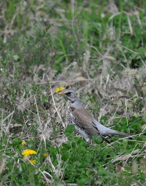 ノハラツグミ2306