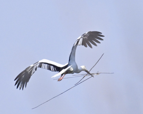 巣材運ぶコウノトリ8259