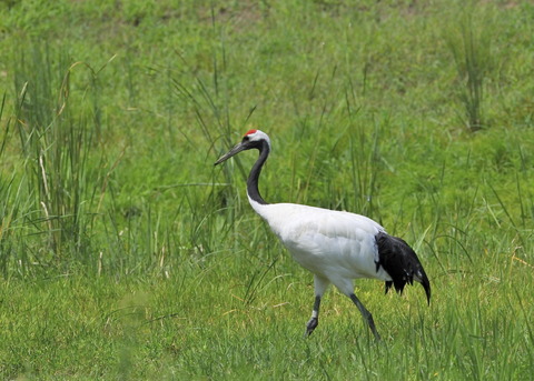 タンチョウ♂6761