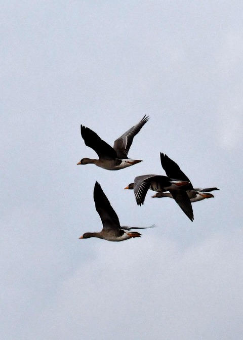 飛ぶ・マガン4268