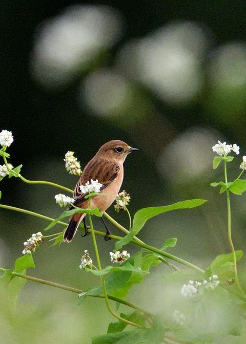 ノビタキ♀3139