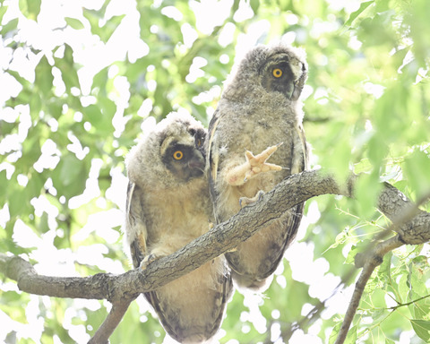 トラフズクの雛3618