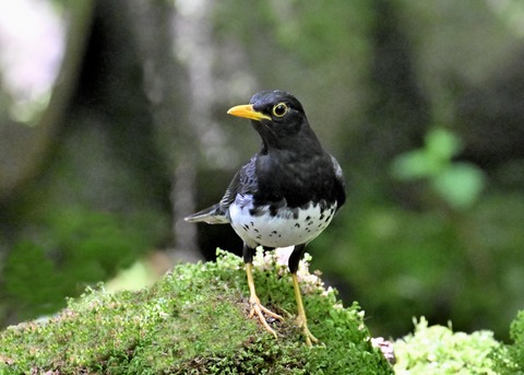 クロツグミ♂5511