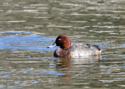 メジロガモHB7039