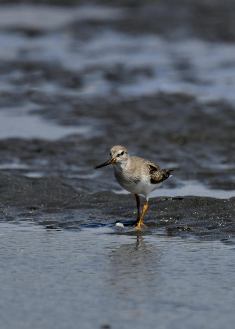 ソリハシシギ2270