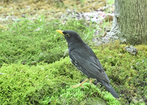 クロツグミ♂5585