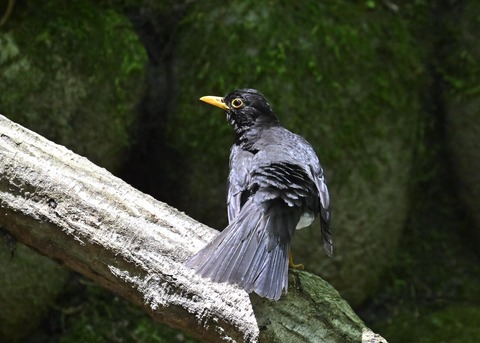 クロツグミ♂5637