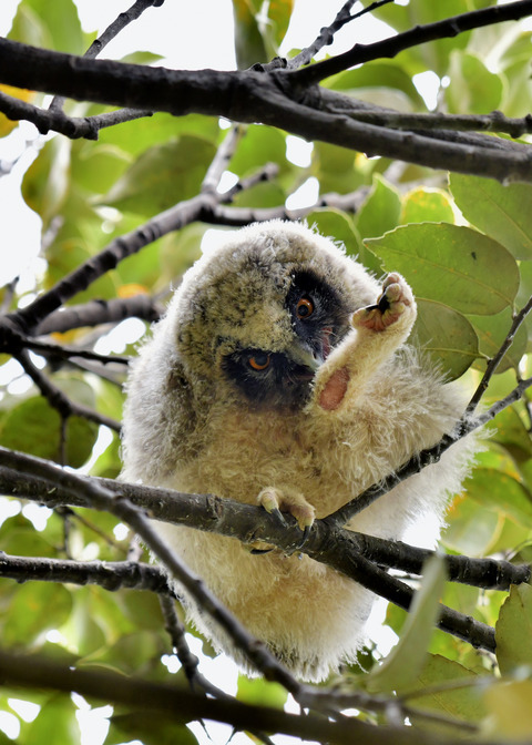 トラフズクのヒナ⑤8224